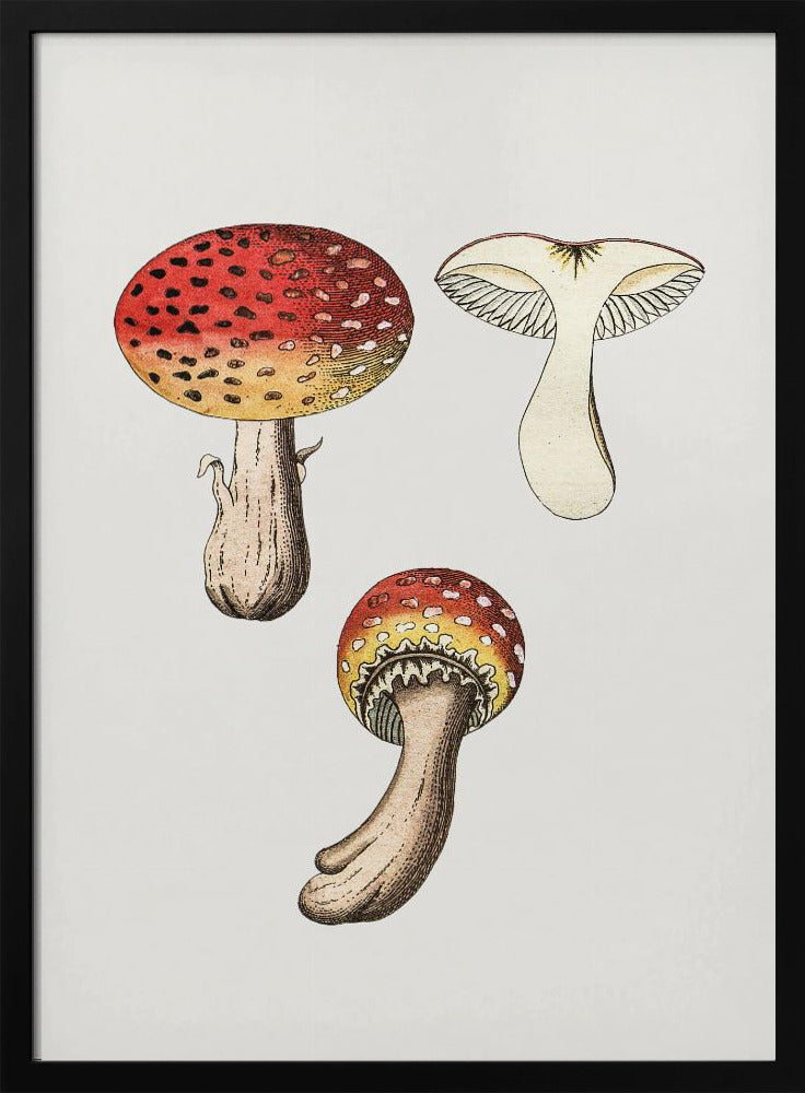 Hand Drawn Fly Agaric Mushroom | Poster