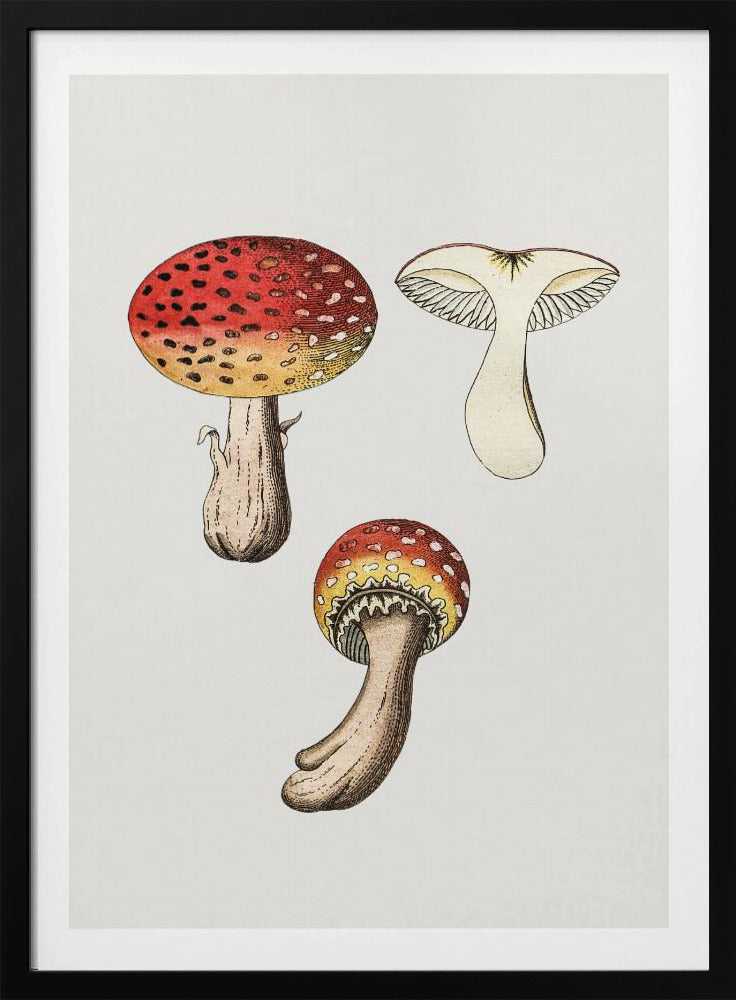 Hand Drawn Fly Agaric Mushroom | Poster