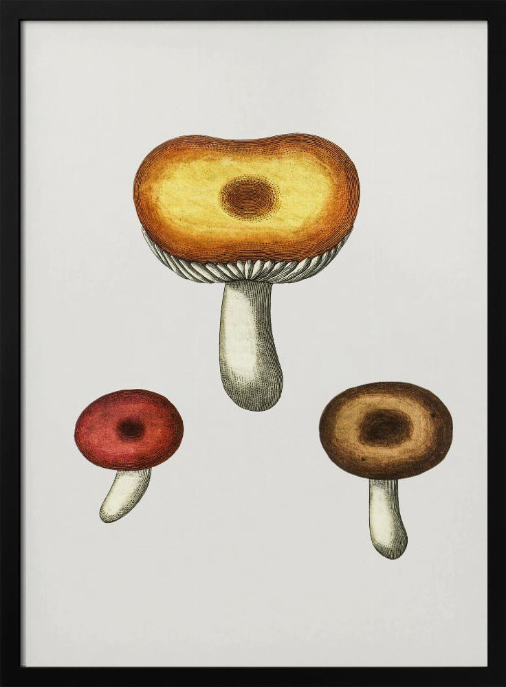 Handgezeichneter Galerina-Pilz | Poster