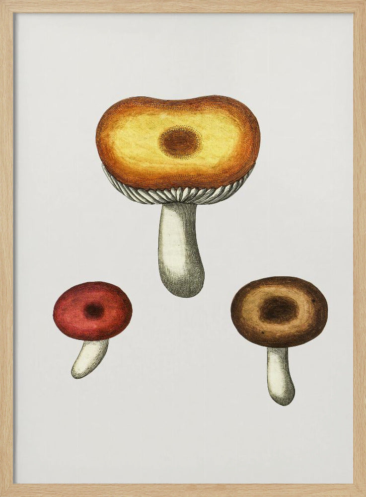Handgezeichneter Galerina-Pilz | Poster