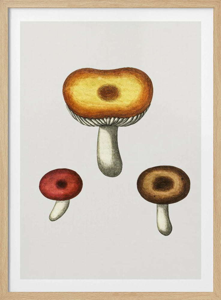Handgezeichneter Galerina-Pilz | Poster