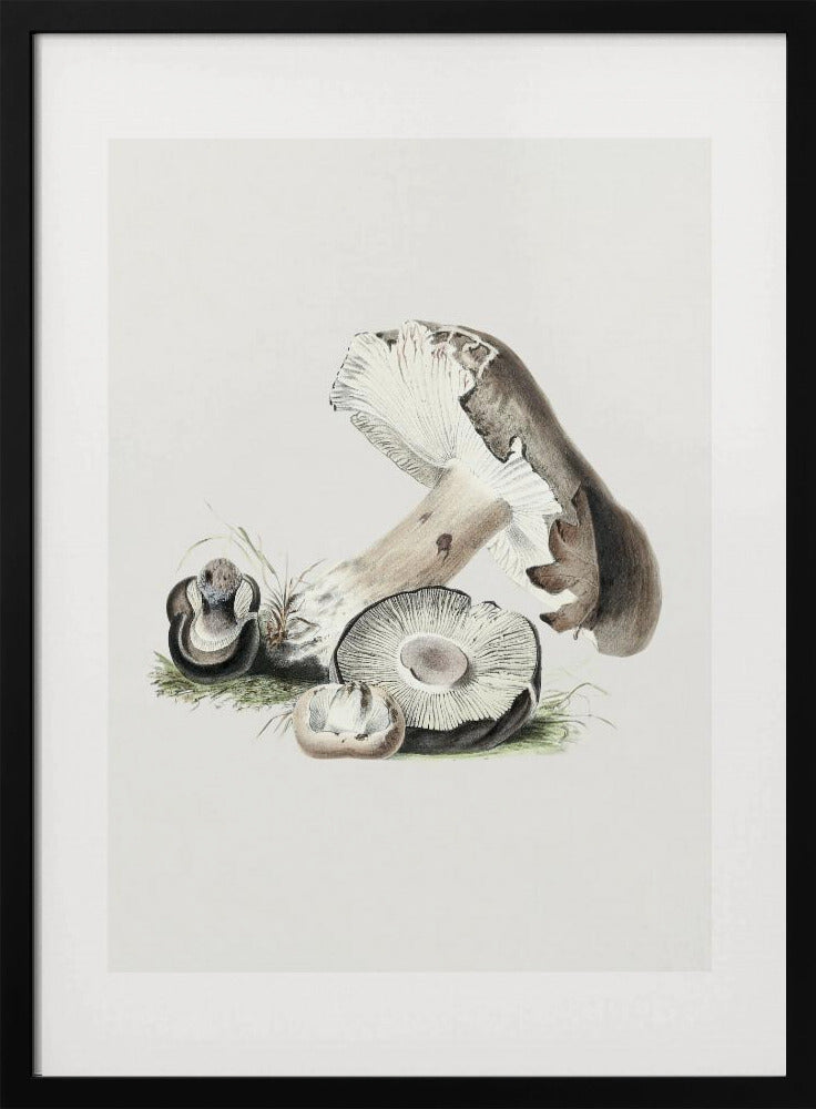 Vintage Agaricus Augustus Pilz 50x70 | Poster