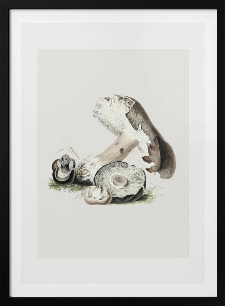 Vintage Agaricus Augustus Pilz 50x70 | Poster