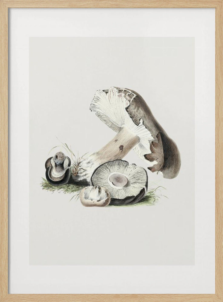 Vintage Agaricus Augustus Pilz 50x70 | Poster