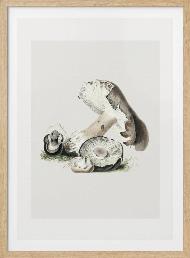 Vintage Agaricus Augustus Mushroom 50x70 | Poster