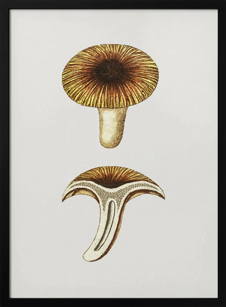Vintage Chanterelles Edible Mushroom | Poster