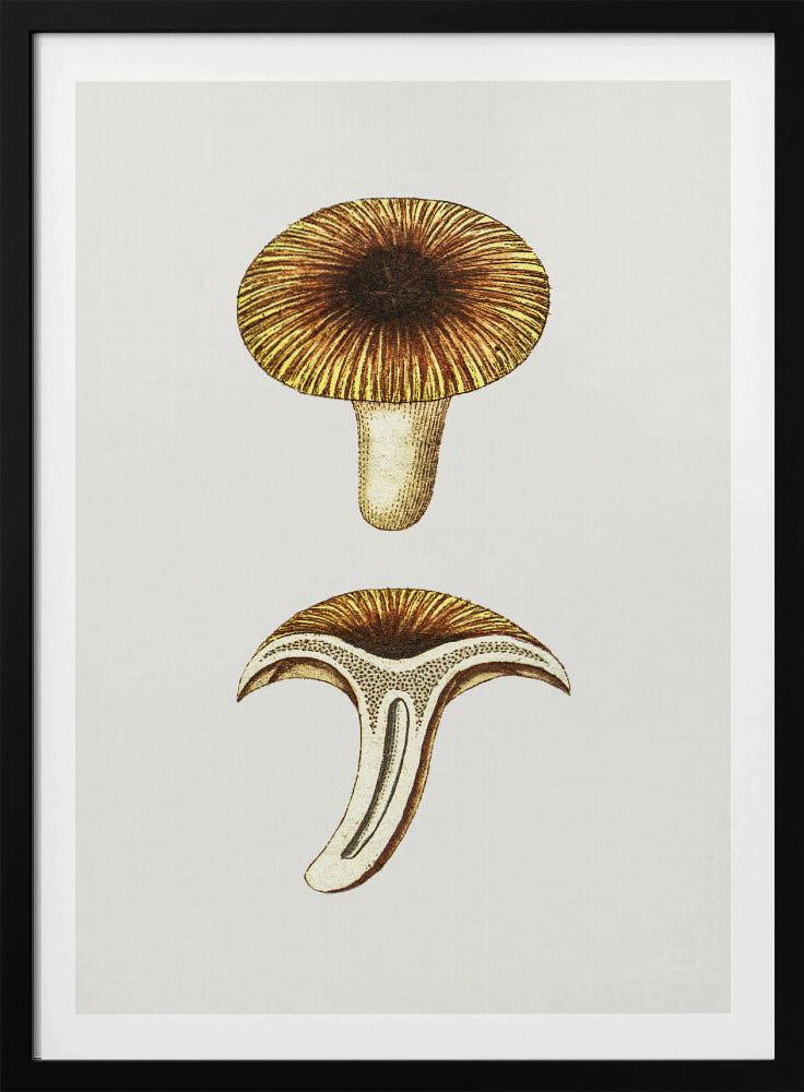 Vintage Chanterelles Edible Mushroom | Poster