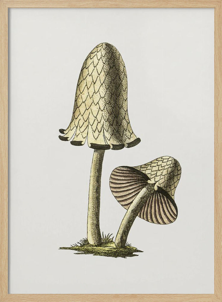 Vintager Tintenfisch-Esspilz | Poster