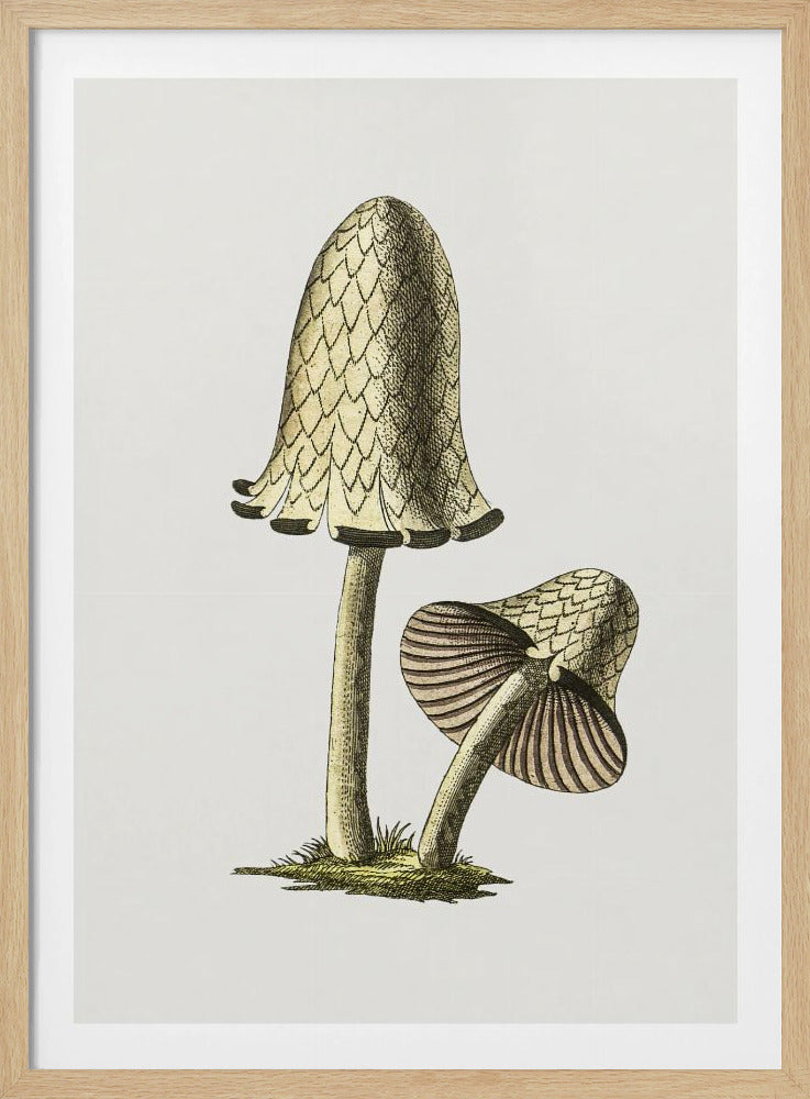 Vintager Tintenfisch-Esspilz | Poster