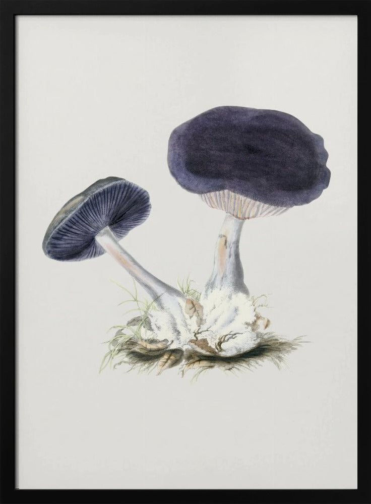 Vintage Violetter Webcap-Pilz Poster