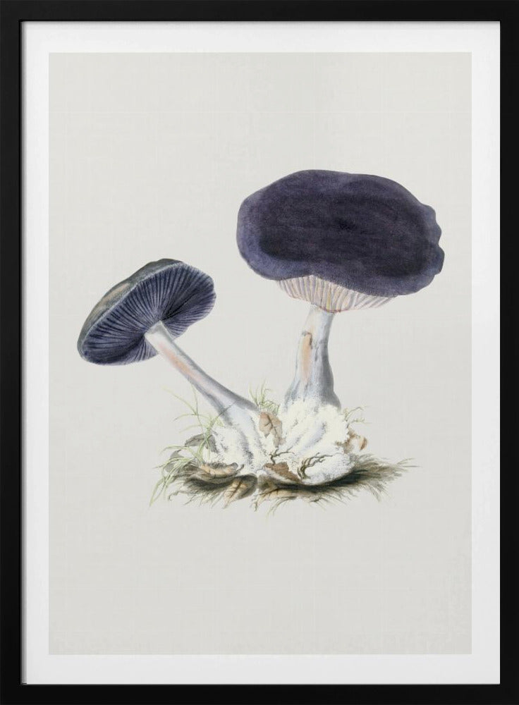 Vintage Violetter Webcap-Pilz Poster
