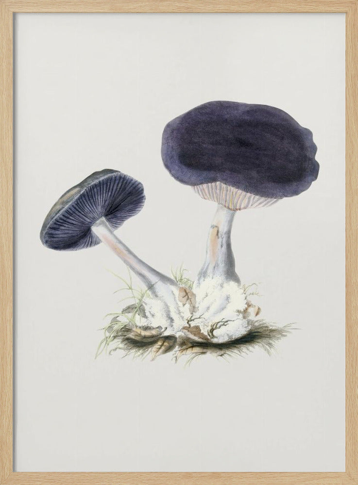 Vintage Violetter Webcap-Pilz Poster