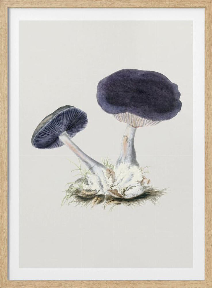 Vintage Violetter Webcap-Pilz Poster