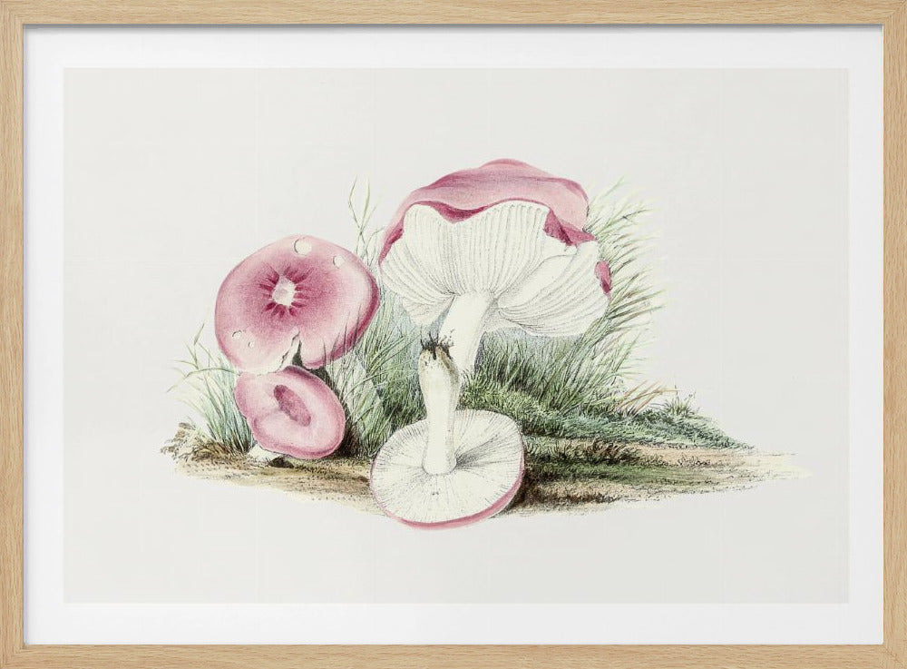 Vintager Russula Emetica Pilz Poster