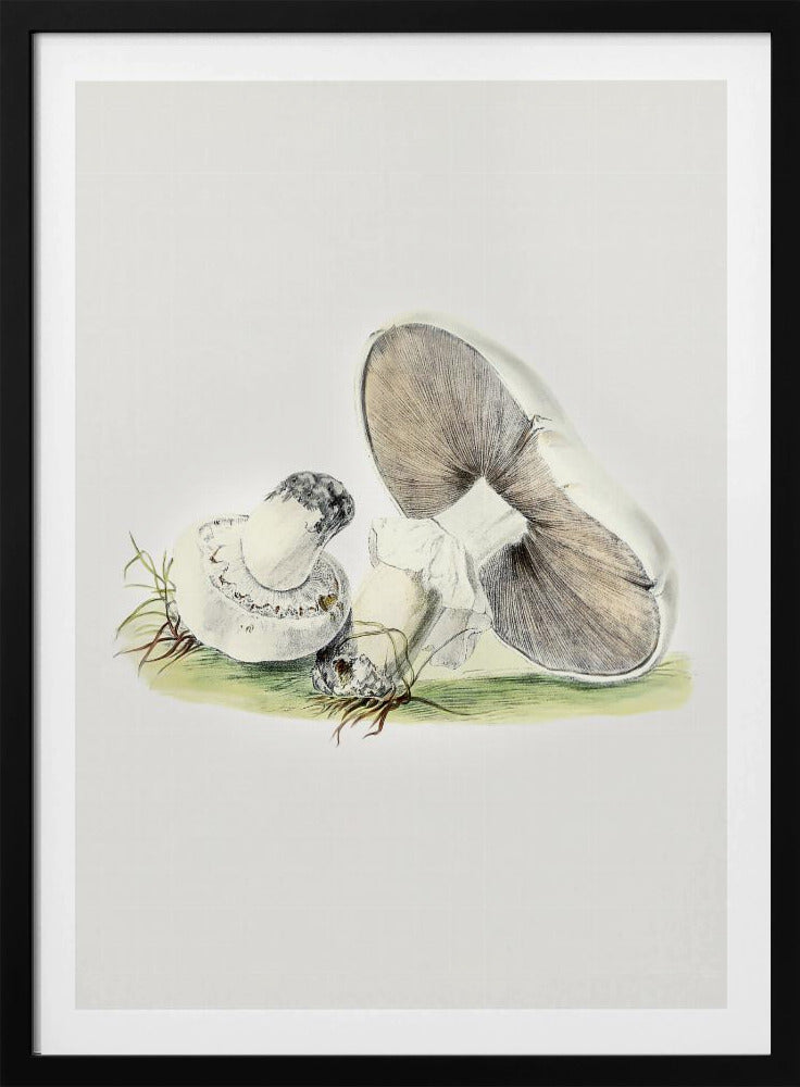 Handgezeichnetes Pferd Pilz stehend | Poster