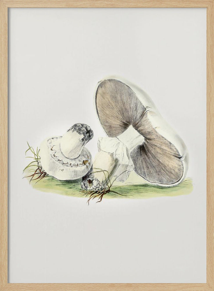 Handgezeichnetes Pferd Pilz stehend | Poster