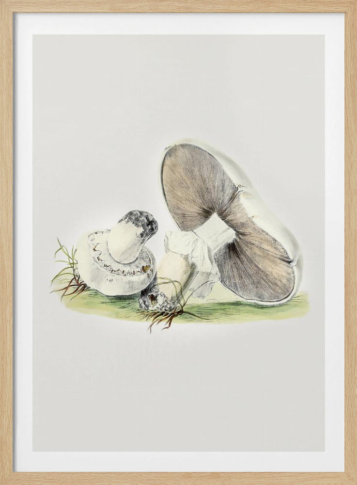 Handgezeichnetes Pferd Pilz stehend | Poster