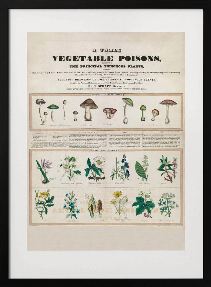 Giftige Pilze Reizgifte | Poster