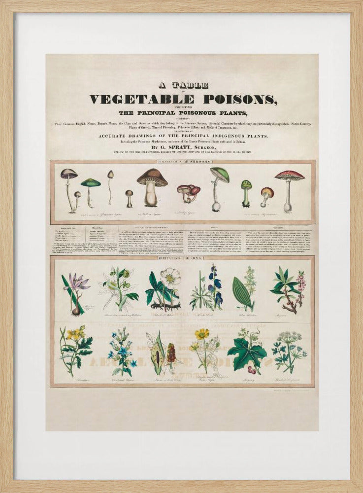 Giftige Pilze Reizgifte | Poster