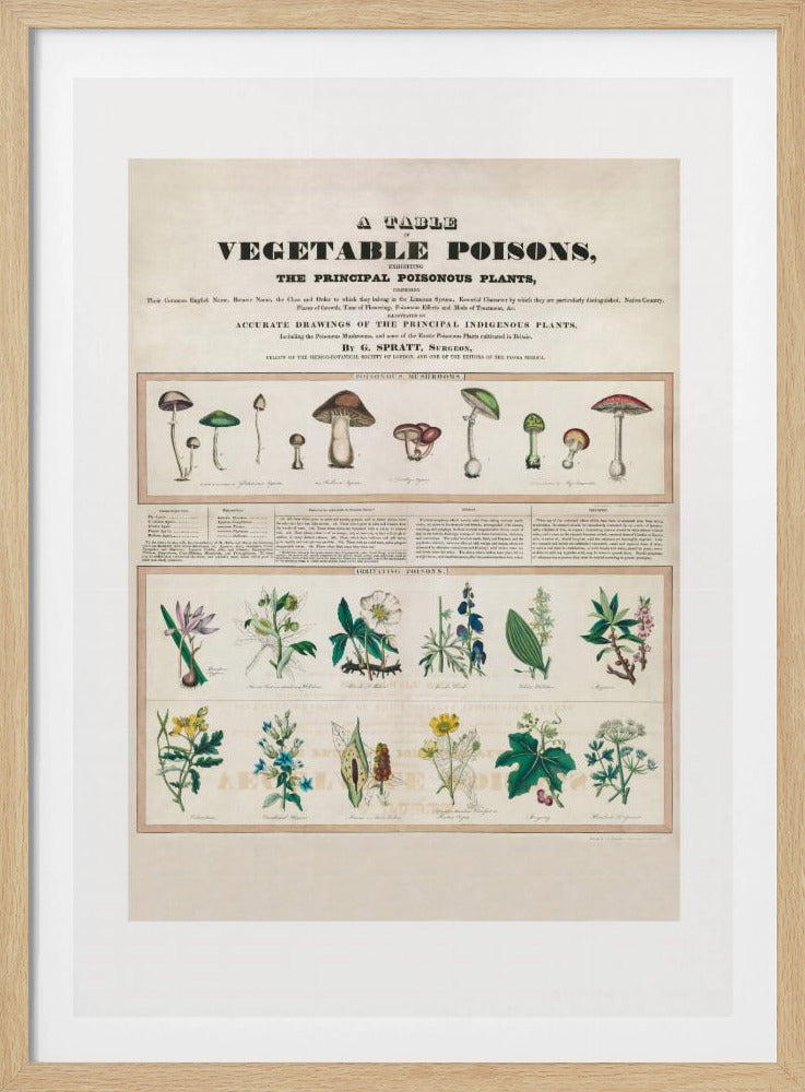 Giftige Pilze Reizgifte | Poster