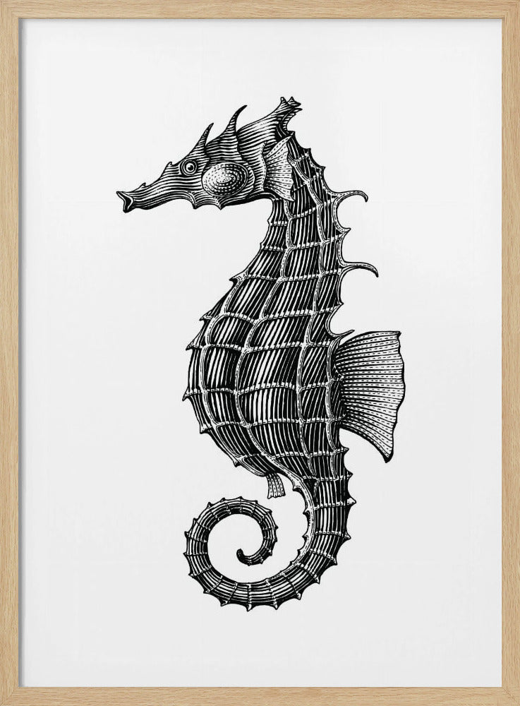 Seepferdchen | Poster