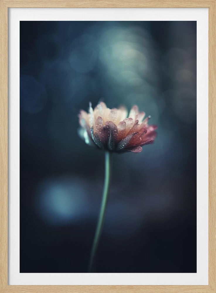 Taugeküsste Blüte | Poster