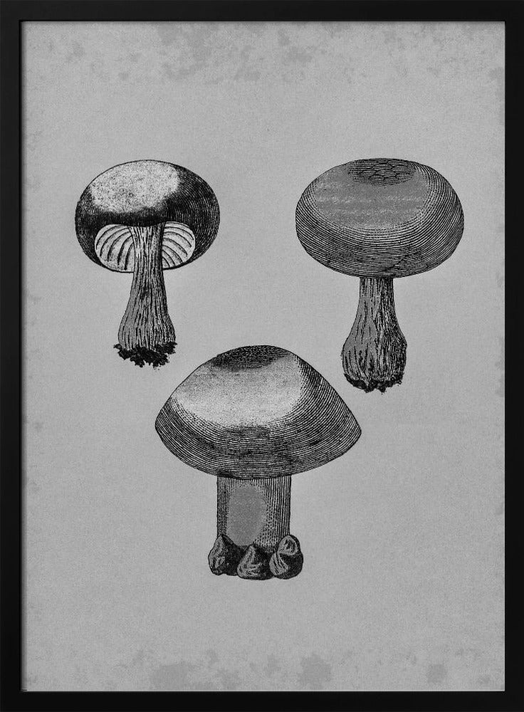 Violetter Webcap-Pilz | Poster