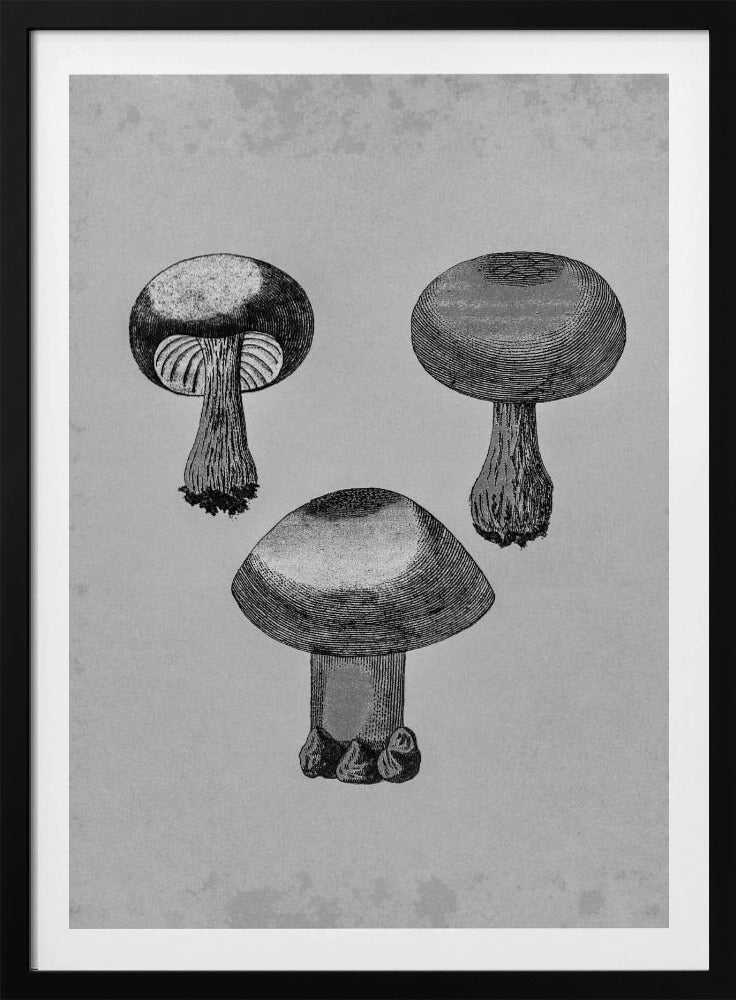 Violetter Webcap-Pilz | Poster