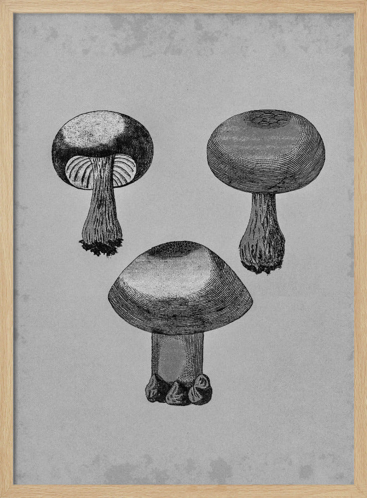 Violetter Webcap-Pilz | Poster