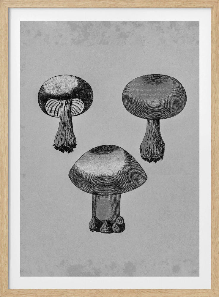 Violetter Webcap-Pilz | Poster