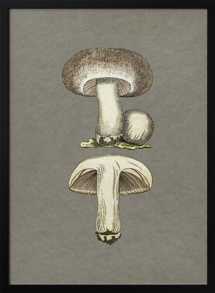 Feldpilz | Poster