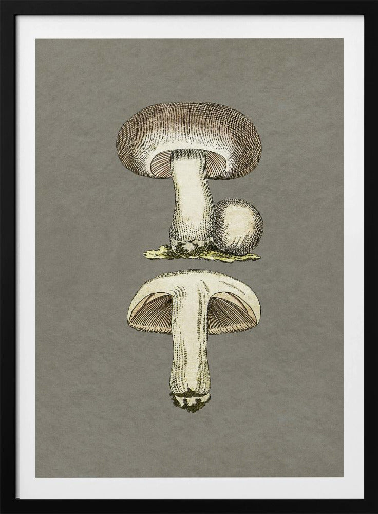 Feldpilz | Poster