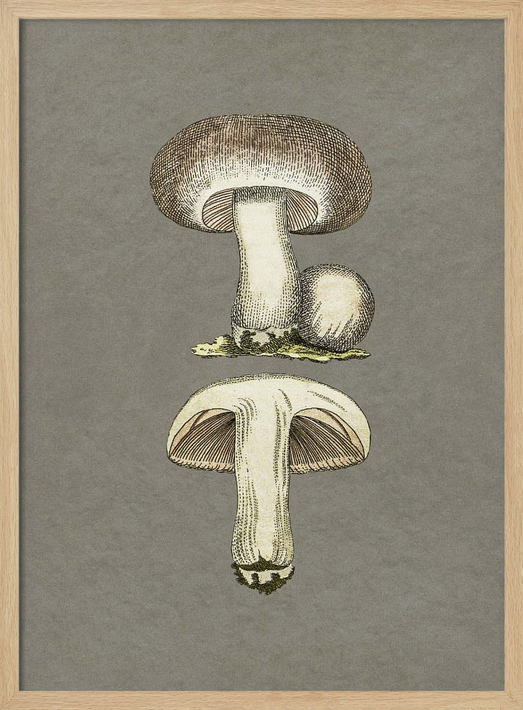 Feldpilz | Poster