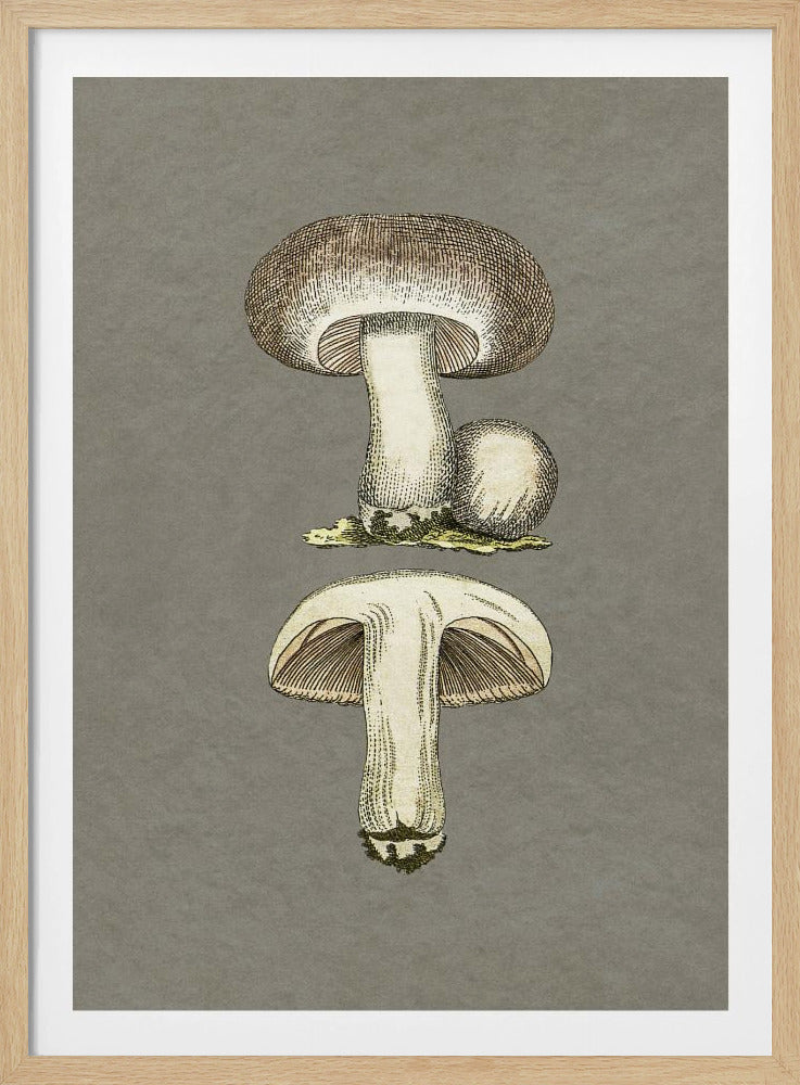 Feldpilz | Poster
