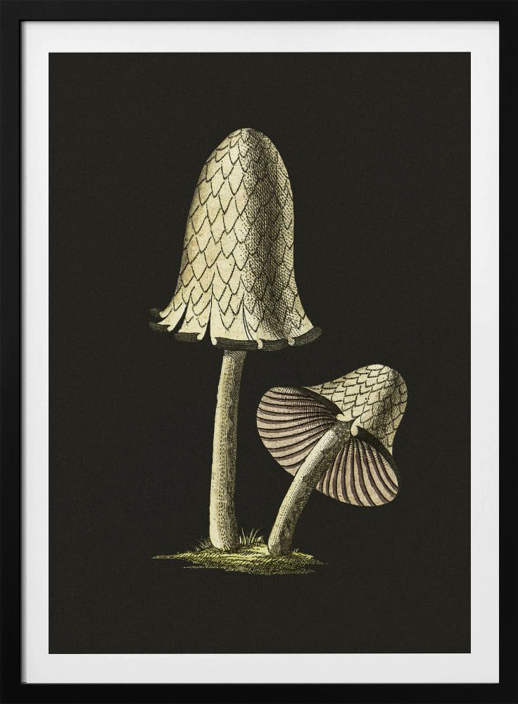 Vintage Inky Cap Essbarer Pilz Schwarzer Hintergrund | Poster