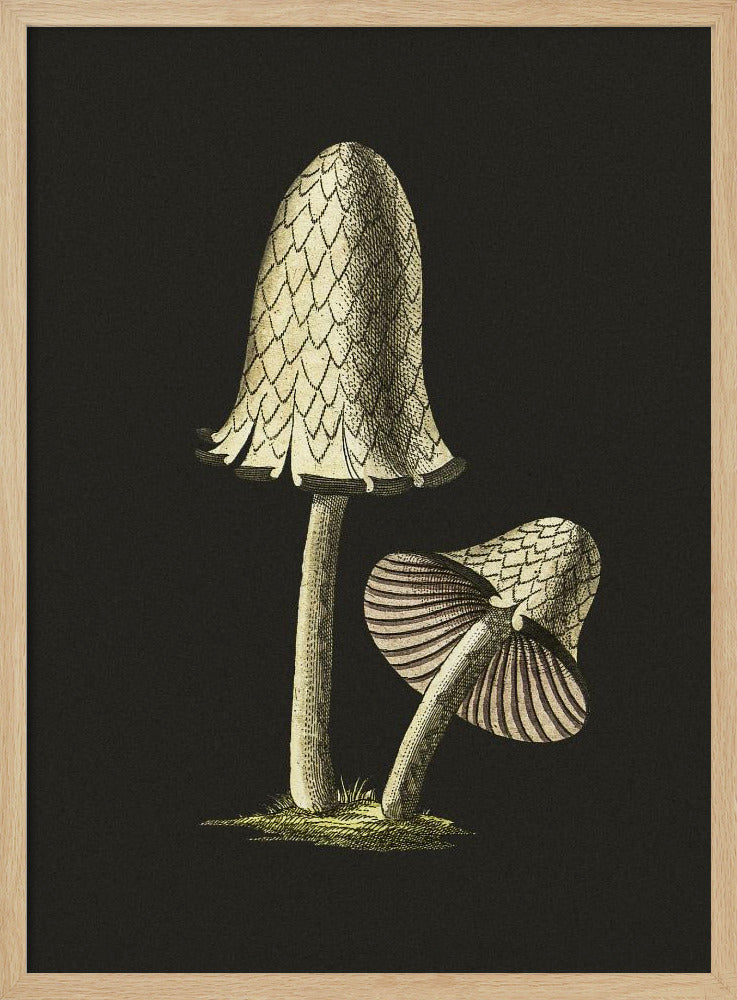 Vintage Inky Cap Essbarer Pilz Schwarzer Hintergrund | Poster