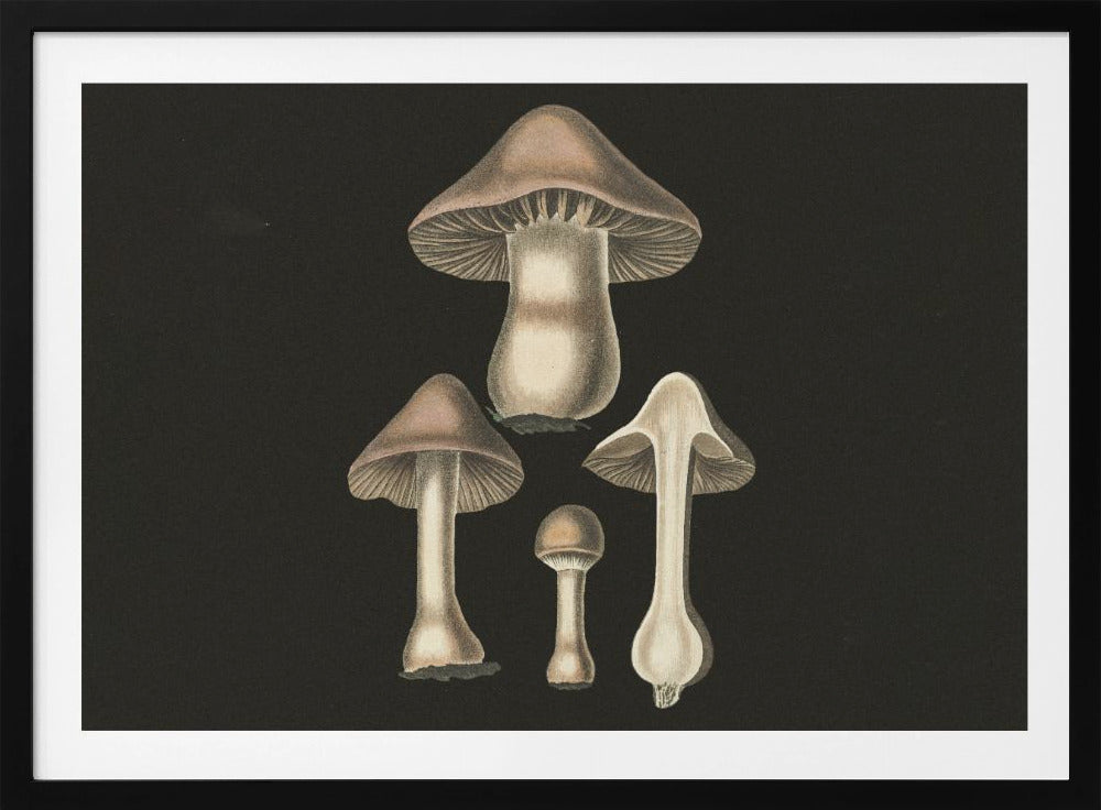 Agaricus Bulbosus Dunkler Hintergrund | Poster