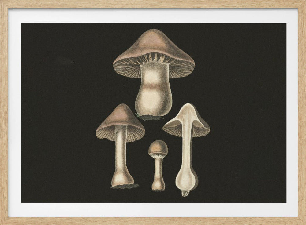 Agaricus Bulbosus Dunkler Hintergrund | Poster
