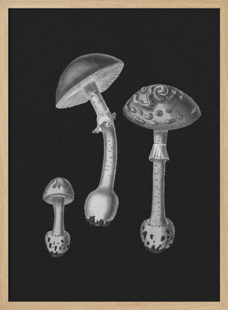 Amanita Muscaria Schwarzer Hintergrund BW | Poster