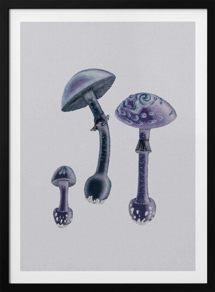Amanita Muscaria Weißer Hintergrund Lila | Poster