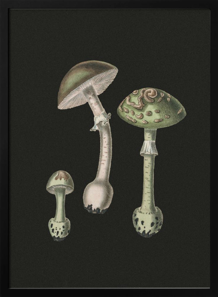 Amanita Muscaria Dunkler Hintergrund | Poster