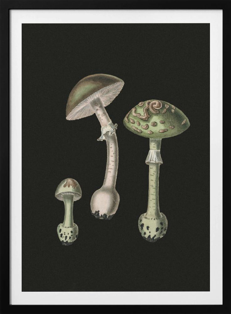Amanita Muscaria Dunkler Hintergrund | Poster