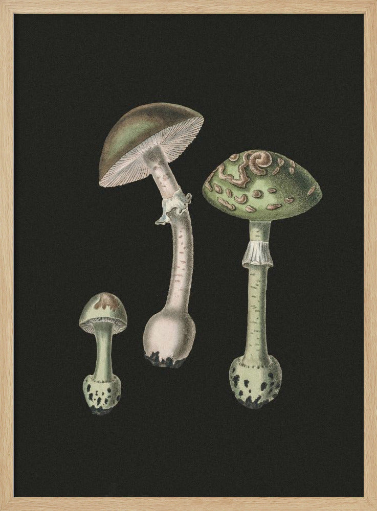 Amanita Muscaria Dunkler Hintergrund | Poster