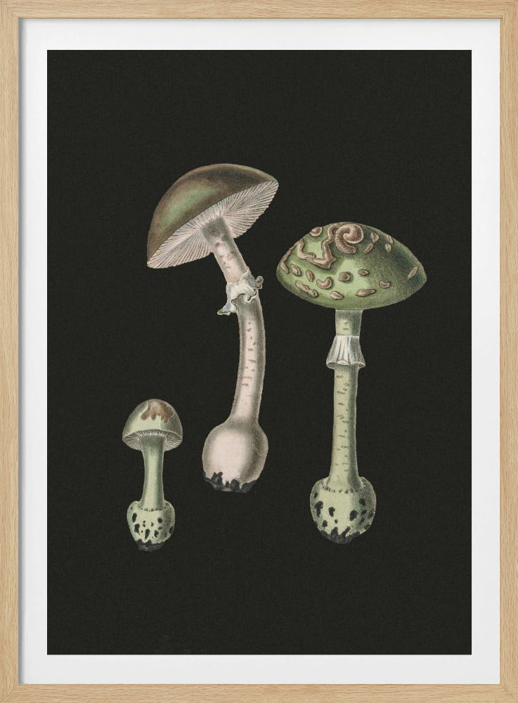 Amanita Muscaria Dunkler Hintergrund | Poster