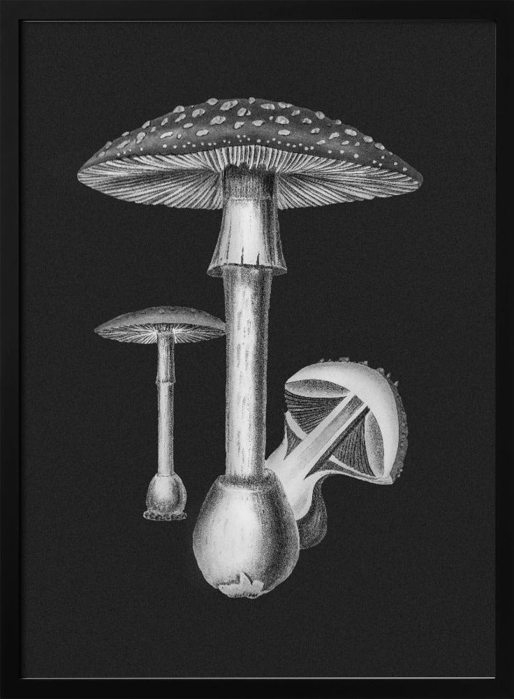 Amanita Muscaria Dunkler Hintergrund BW | Poster