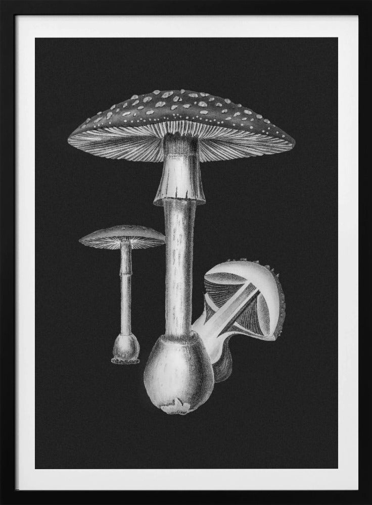 Amanita Muscaria Dunkler Hintergrund BW | Poster