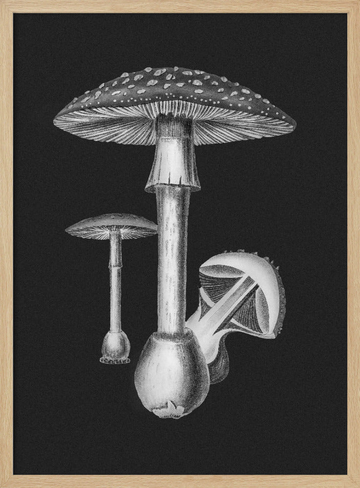 Amanita Muscaria Dunkler Hintergrund BW | Poster