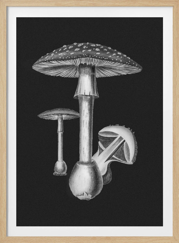 Amanita Muscaria Dunkler Hintergrund BW | Poster