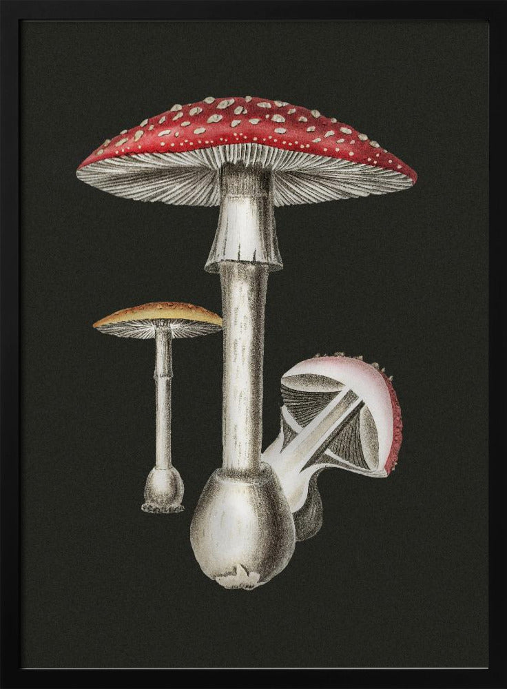 Amanita Muscaria Dunkler Hintergrund | Poster