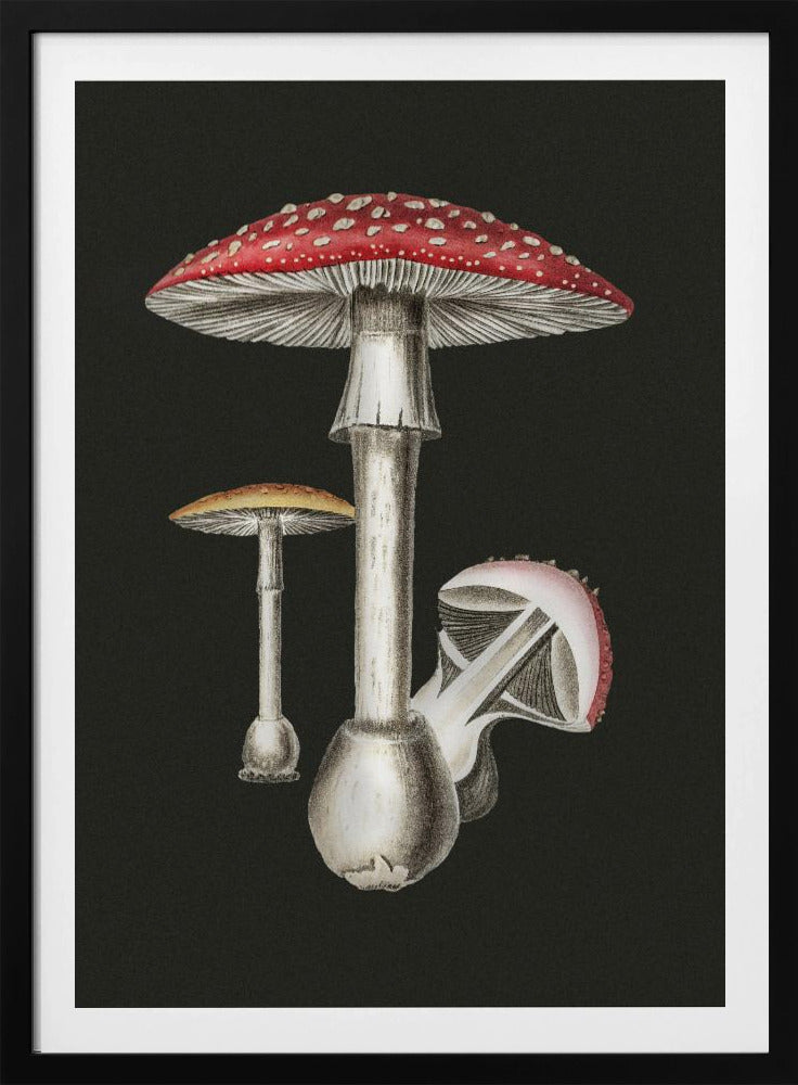 Amanita Muscaria Dunkler Hintergrund | Poster